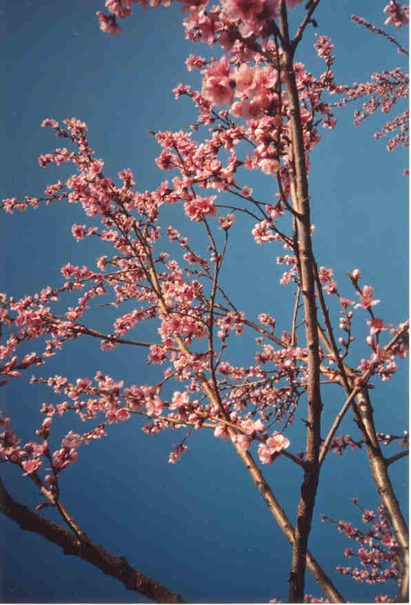 nectarine blossom