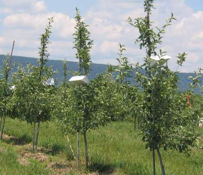  monitored throughout the growing Pheromone Traps for Monitoring Moths